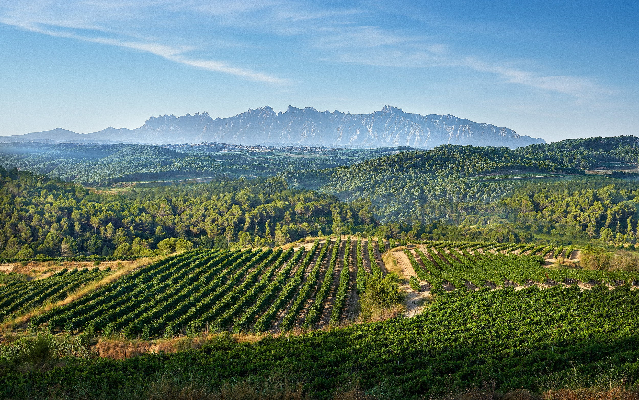 Paissatge del Penedès Paissatge del Penedès